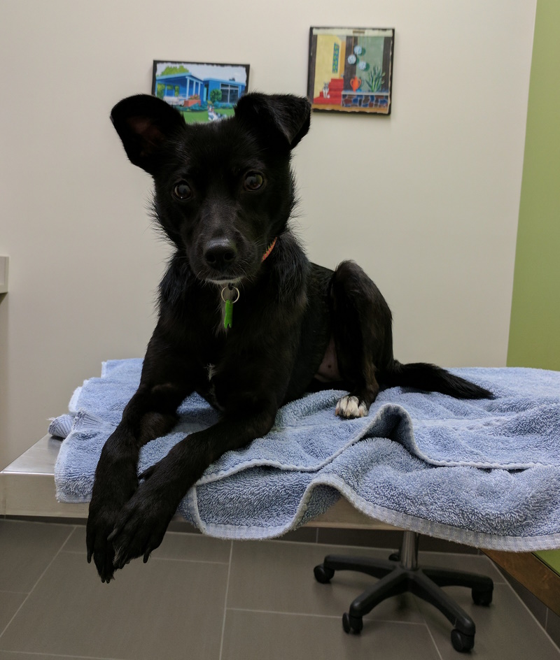 Maple Leaf Veterinary Care Center Forms for Clients