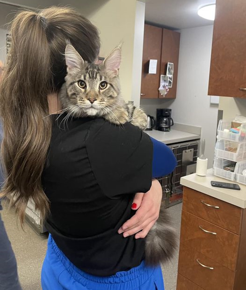 Veterinary Jobs in Seattle