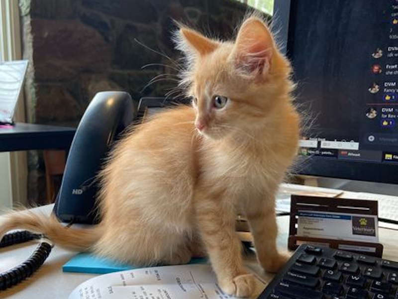 Maple Leaf Veterinary Care Center Policies