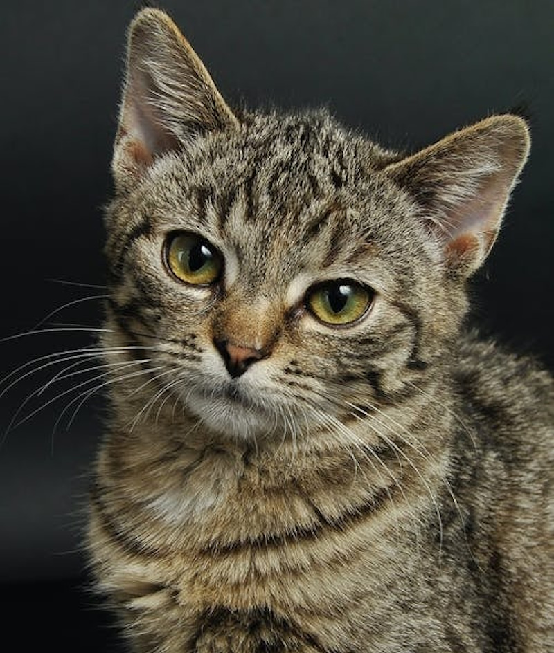 Veterinary Resources for your Pet