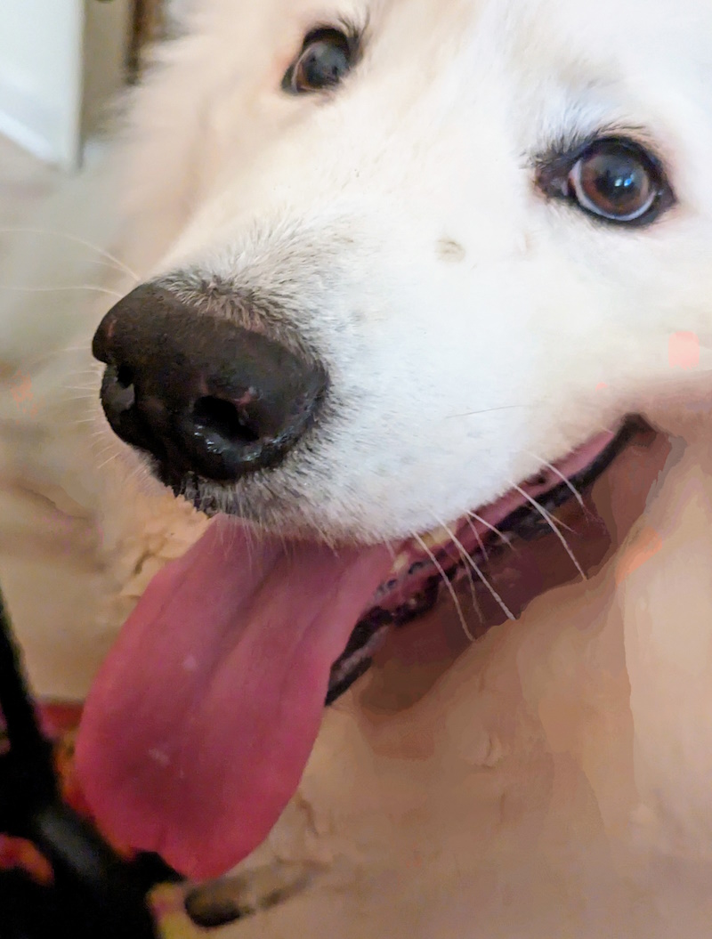 Maple Leaf Veterinary Care Center Seattle Pet Hospital